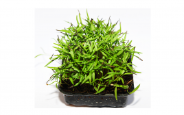 Simply Fresh Chevril Microgreens   Box  1 pcs
